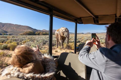 Cape Town: Private Aquila Safari Experience with Local Guide