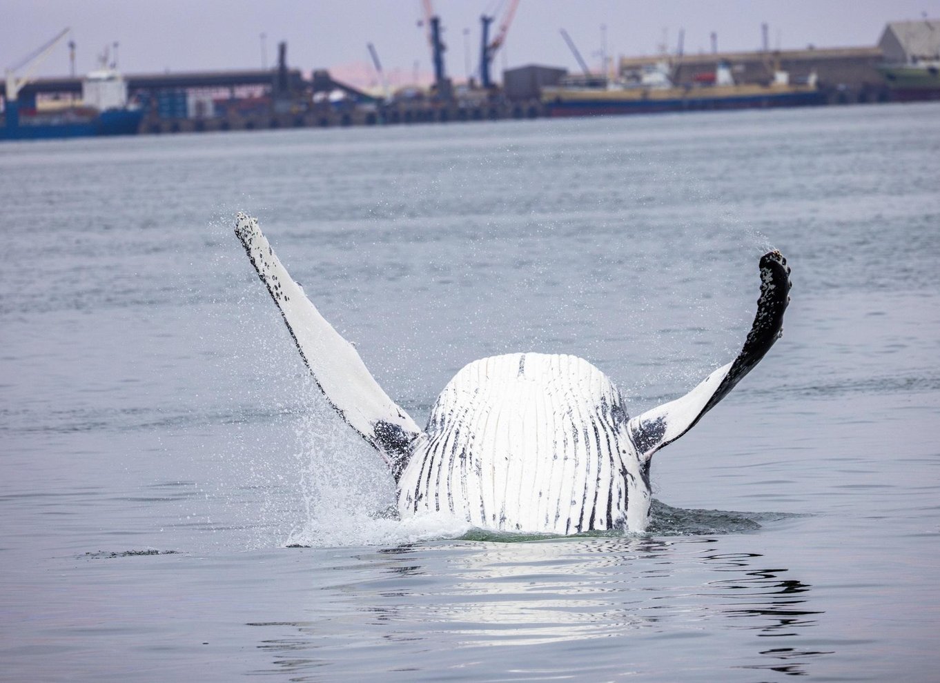 Walvis Bay: Marine Big 5 luksus katamaran tur