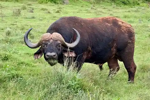 Addo Elephant Park and Schotia Private Game Reserve.