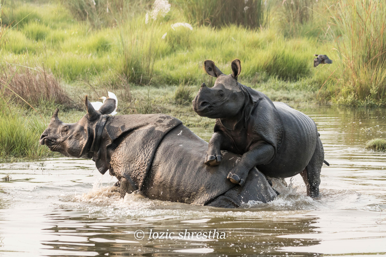 3 Nights 4 Days Chitwan National Park Tours