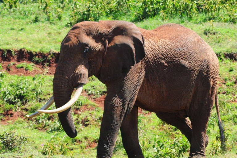 Nyeri: Aberdare National Park Safari with Guide