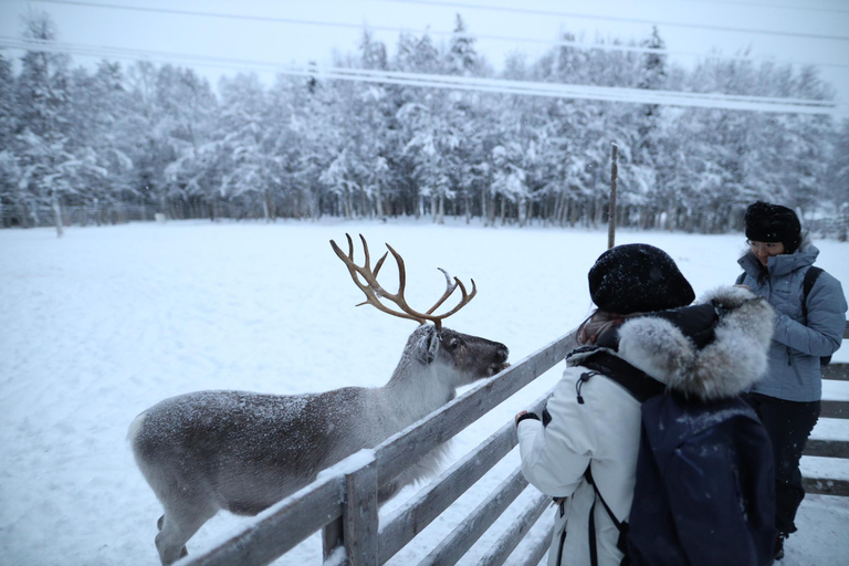 Reindeers, Husky and Santa Claus Village summer combo tour