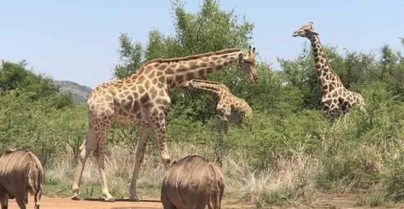 Zanzibar to Mikumi Safari Includes Flight, Lunch & Transfers