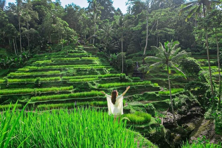 Ubud: Cascadas, Templo del Agua y Terrazas de Arroz Tour privadoTour privado con entrada Tikets