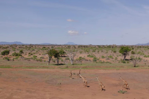 Kenya: 1-Day Safari Adventure with Transfers