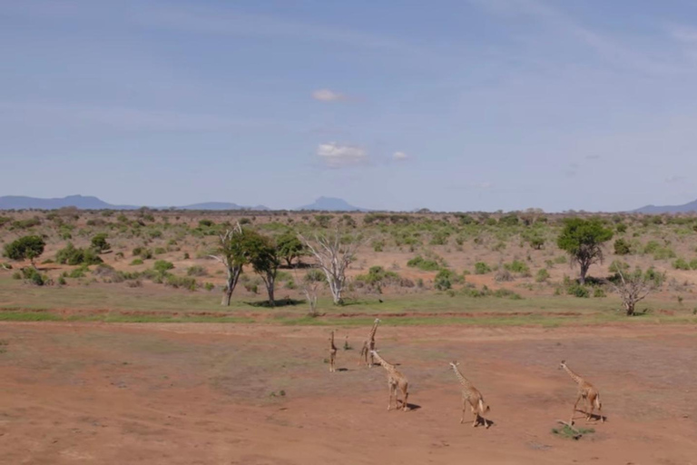 Kenya: 1-Day Safari Adventure with Transfers