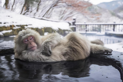 Nagano Tokyo: Snow Monkey Private Day Tour Hotel Pick & Drop Snow Monkey Private Day Tour Hotel Pick & Drop Off In Crown