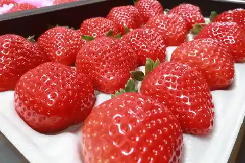 Day Bus Trip to Fruits Pick & Dazaifu, Yanagawa in Fukuoka