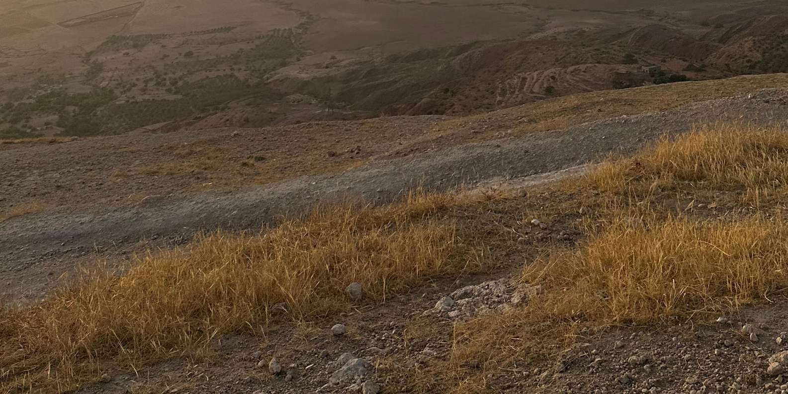 section