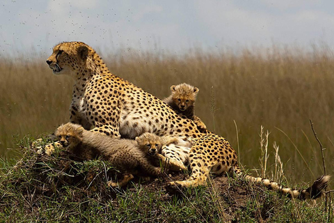Cape Town: Aquila Big Five Safari with Private Transfers Sunset Safari