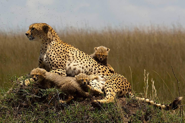 Cape Town: Aquila Big Five Safari with Private Transfers Sunset Safari