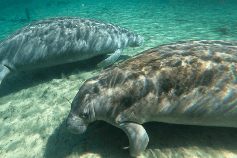 Silver Springs: Manatees, Monkeys, and Natural Spring Tour Luxury Wood Paddle Boards