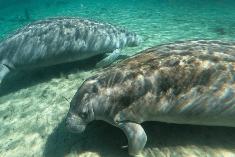 Silver Springs: Manatees, Monkeys, and Natural Spring Tour Luxury Wood Paddle Boards