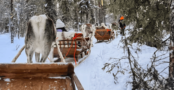 Sami Spirit: Reindeer Ride with a Sami Herder