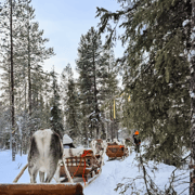 Sami Spirit: Reindeer Ride with a Sami Herder