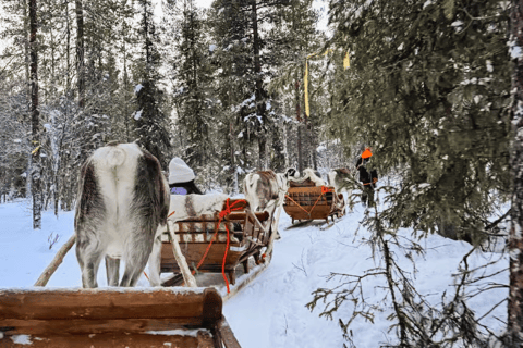 Sami Spirit: Reindeer Ride with a Sami Herder