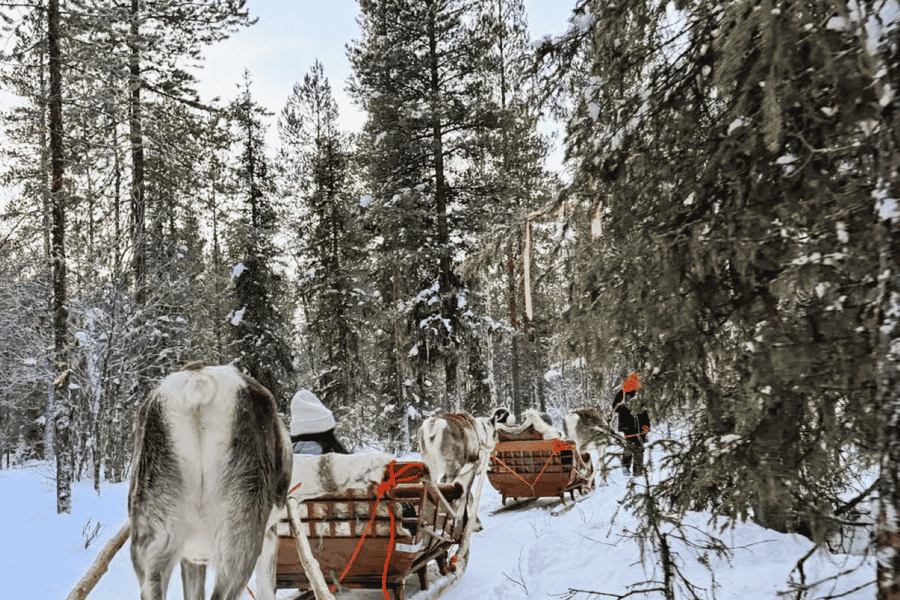 Sami-Geist: Rentierfahrt mit einem Sami-Hirten. Foto: GetYourGuide Sami-Geist: Rentierfahrt mit einem Sami-Hirten. Foto: GetYourGuide