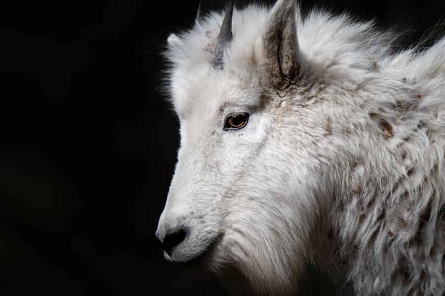 Custer State Park: Wildtier-Fotografie-Tour. Foto: GetYourGuide
