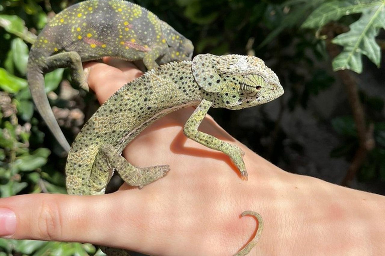 Zanzibar: Nungwi kilosa Conservation zoo half day tour Private tour for the gusts from Nungwi only