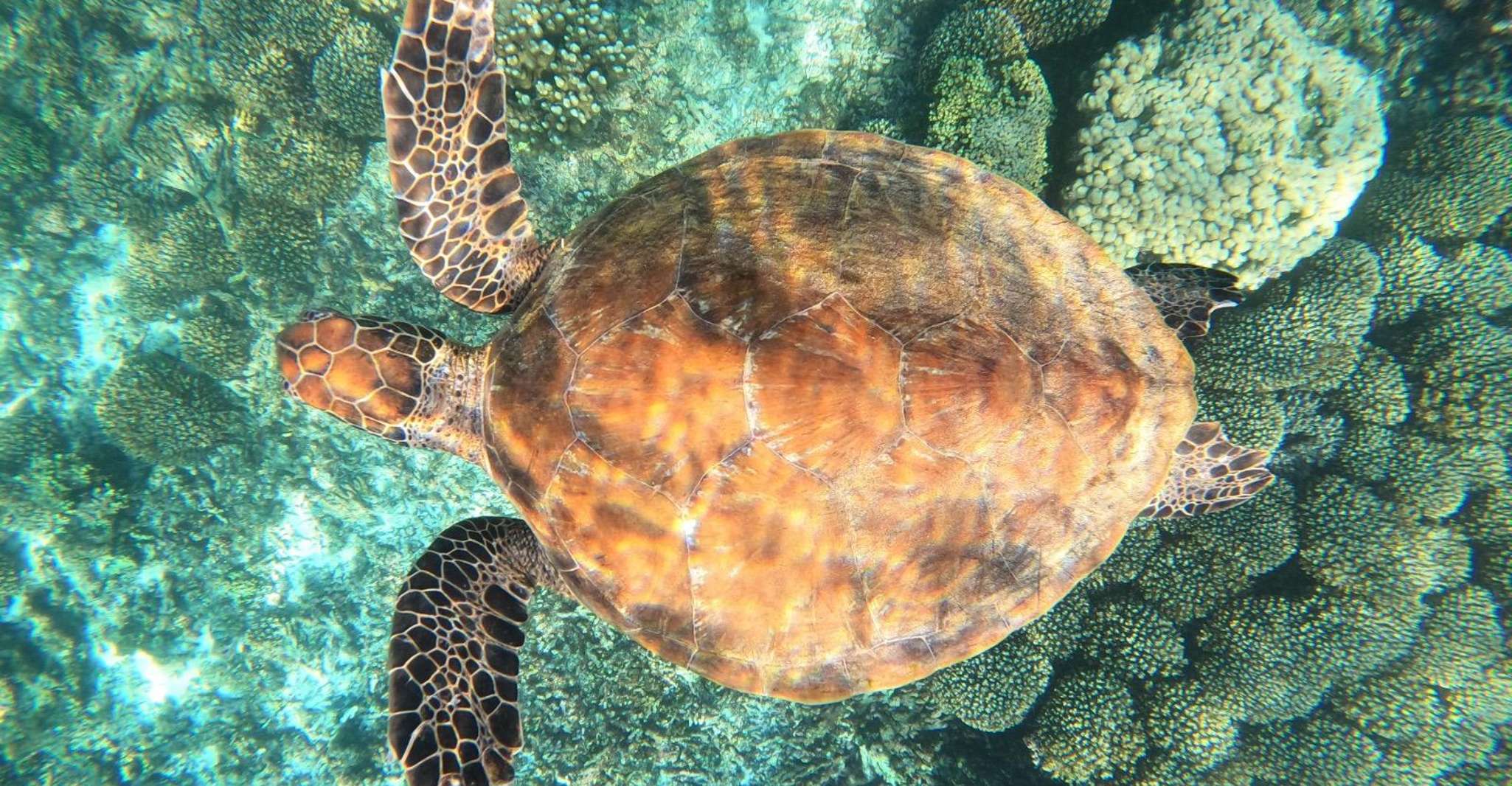 Paseos de buceo a las islas Daymaniyat. - Hizvo
