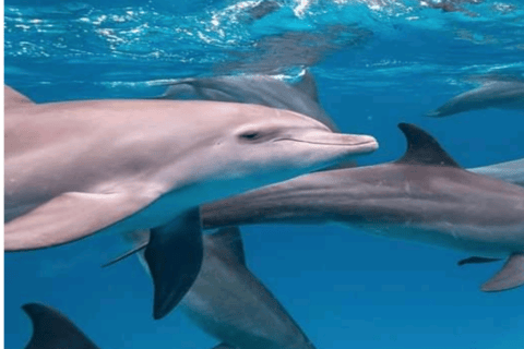 Wycieczka z delfinami Mnemba, las Jozani i restauracja The RockMiejsce zbiórki wyłącznie w Mnemba Transfer Point