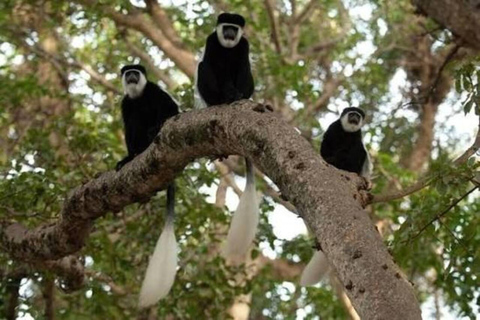 From Addis Ababa: Menagesha Suba Forest Hike with Picnic