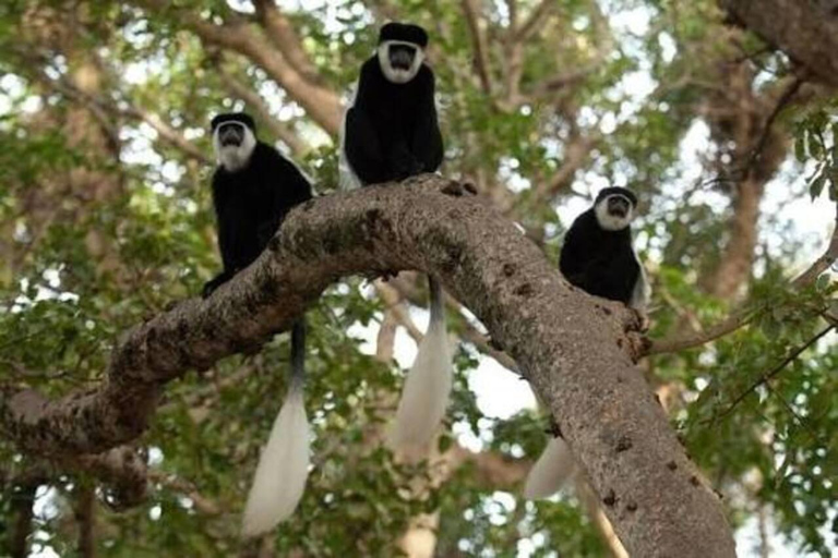 From Addis Ababa: Menagesha Suba Forest Hike with Picnic