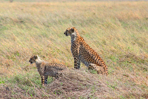 Arusha: Safari de 4 días a Tarangire, Serengeti y Ngorongoro