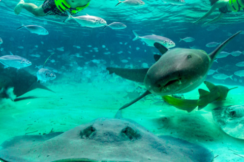 Punta Cana: Pływanie z delfinami i rekinami