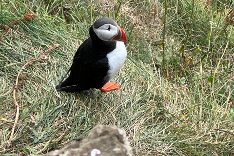 South Coast Private Tour, Waterfalls & Black Sand Beach Reykjavik: South Coast Private Tour with Waterfalls