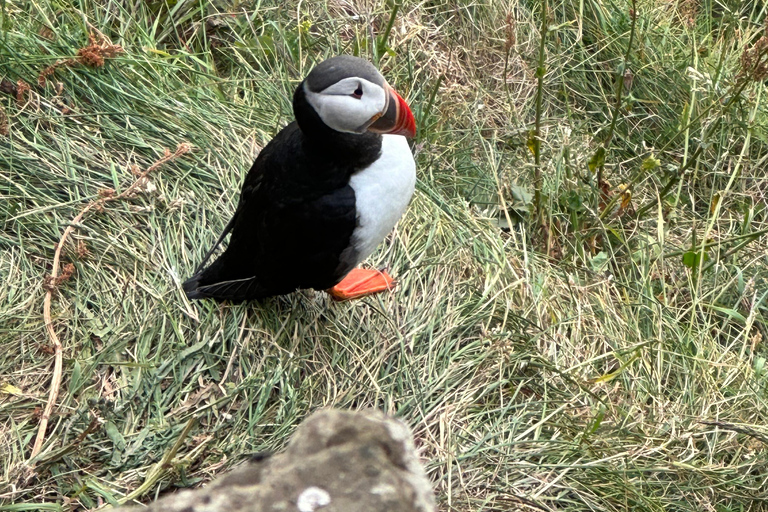 South Coast Private Tour, Waterfalls & Black Sand Beach South Coast Private Tour with Waterfalls & Puffins