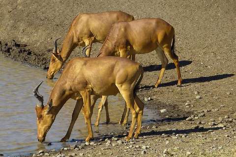 Nairobi: Ol Pejeta Conservancy Day Trip with Game Drives