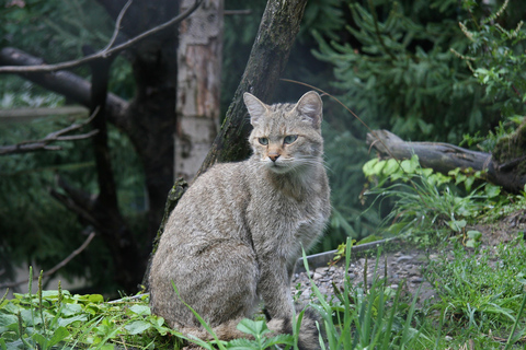 Innsbruck: Entrébiljett till Alpine Zoo