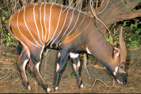 Von Nairobi: 2-tägige Aberdare-Nationalpark-Safari