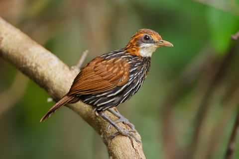 Puerto Princesa: Full-Day Birdwatching Tour with Guide