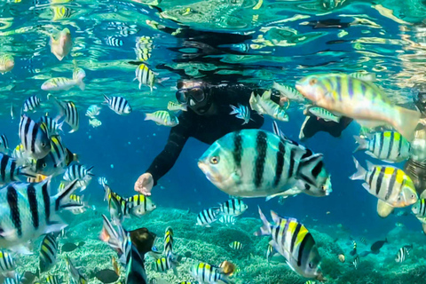 Gili Trawangan: Public Snorkeling Tour with Turtles and BBQ Public Snorkeling Tour with Turtles