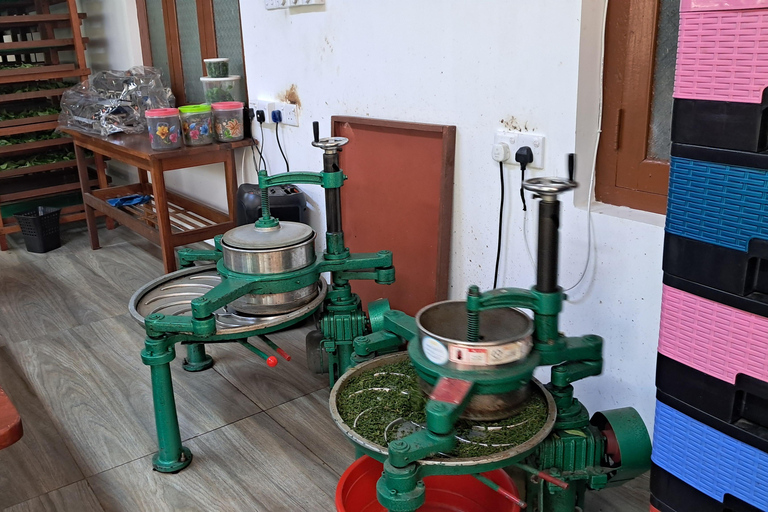 Ella: Organic Tea Plantation Tour with Tea Making & Tasting