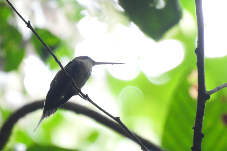 Journée d'observation des oiseaux dans la jungle amazonienne avec guide privé