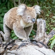 Melbourne: Private Customizable Day Tour