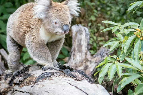 Great Ocean Road Tour PRIVATE LUXURY-FREE entry,hotel pickup 12 Apostles,Great Ocean Road Private SMAL GROUP Tour ALL INC
