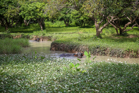 Chiang Mai: Búfalo tailandés y experiencia de siembra de arroz