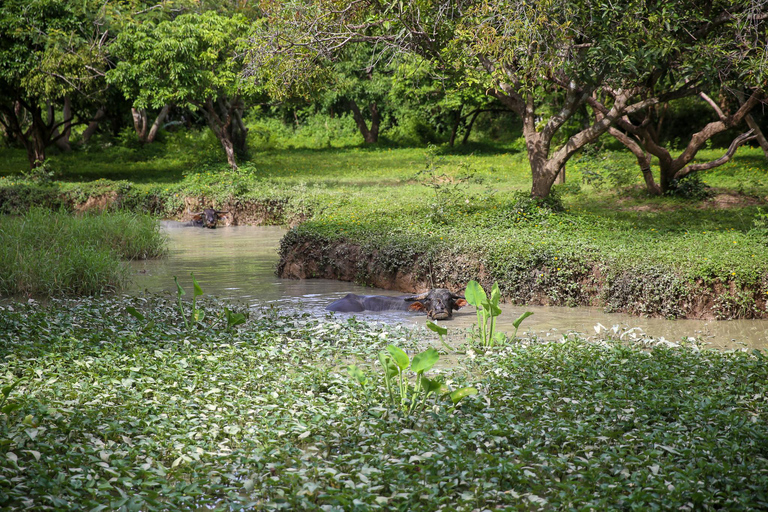 Chiang Mai: Thai Buffalo and Rice Planting Experience