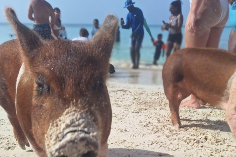 Rose Island Halbtagescharter mit schwimmenden Schweinen. (inkl. Mittagessen)