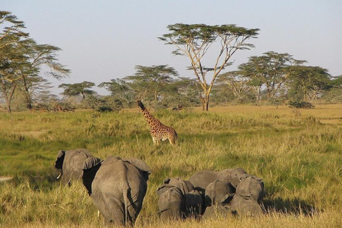 Från Nairobi: 8-dagars safari med det bästa av Kenya och Tanzania