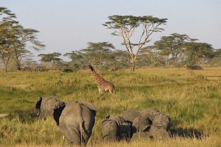 Från Nairobi: 8-dagars safari med det bästa av Kenya och Tanzania