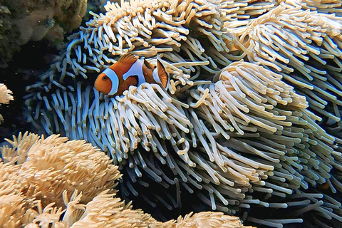 Gili Kondo, Bidara & Petagan Snorkeling Day Trip with Lunch Lombok: Gili Kondo, Bidara, Petagan Snorkel for small group
