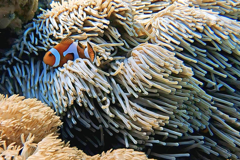 Gili Kondo, Bidara & Petagan Snorkeling Day Trip with Lunch Lombok: Gili Kondo, Bidara, Petagan Snorkel for small group