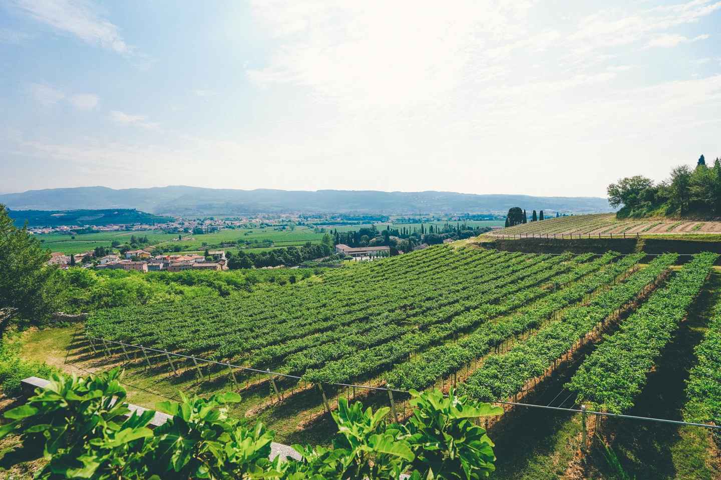 From Verona: Valpolicella and Amarone Wine Tasting Tour