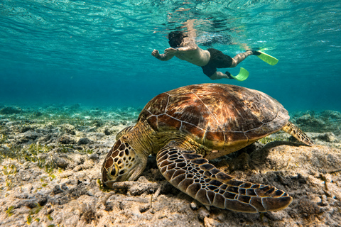 From Lombok: 3-Gili Islands Snorkeling with Turtles & Reefs Half-Day Private Snorkeling Tour from Gili Meno