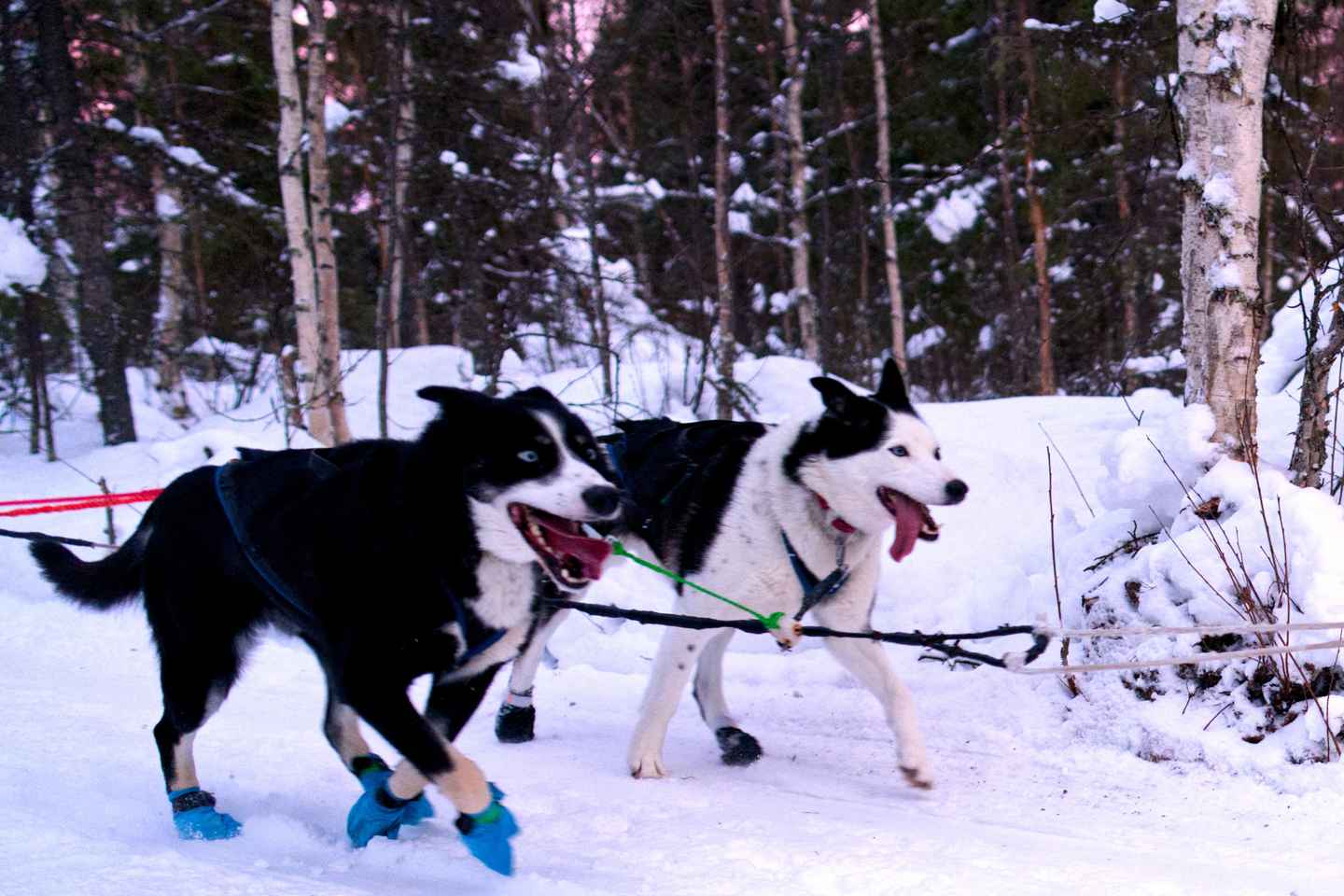 Levi: Winter Wilderness Husky & Reindeer Safari Combo Tour